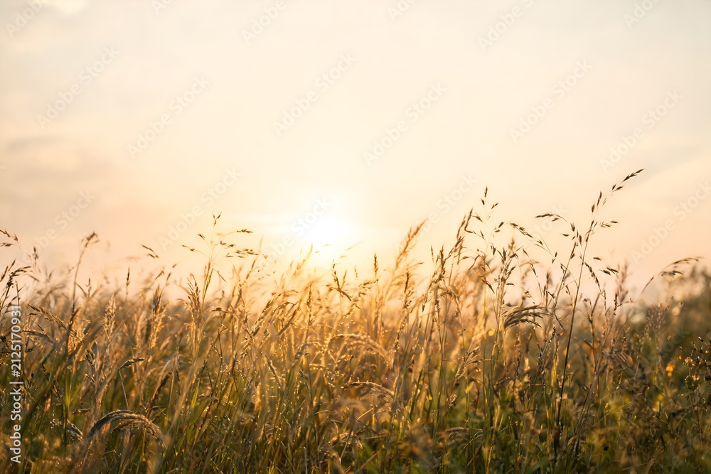 Fototapeta premium Wild Meadow Grass Glowing in Warm Golden Hour Light