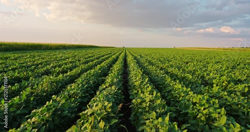 Vast soybean agriculture field at sunset