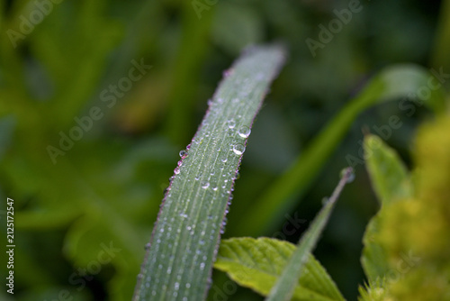 Photo of dew drops on the grass