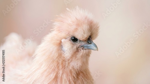 A fluffy beige Silkie chicken poses gracefully in profile. Head shot with copy space, on blurred background for farming blogs, veterinary websites, livestock education, and poultry ads.
