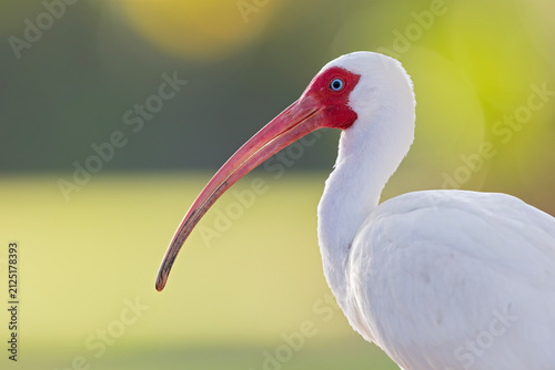 Portrait of a American white ibis (Eudocimus albus).