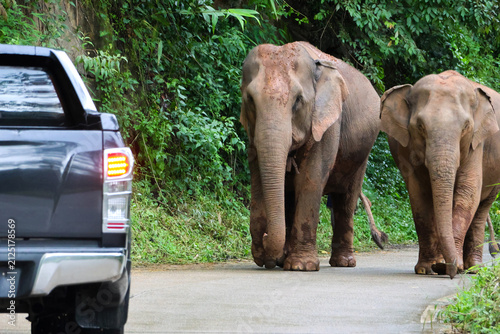 Photography Asian elephant walking on rural road beside pickup truck, calm animals moving pa