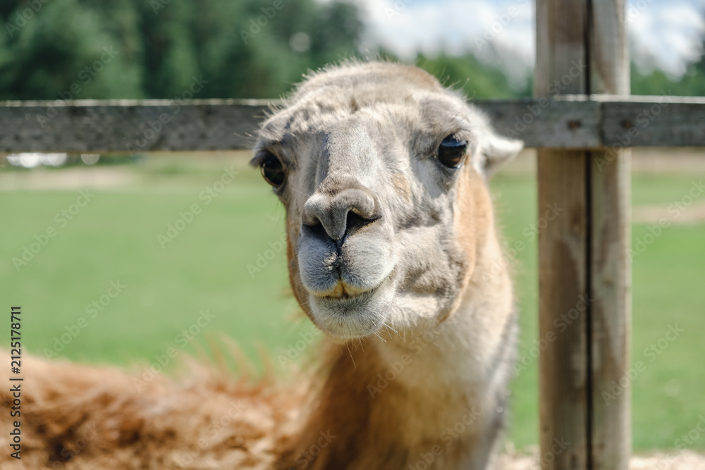 Naklejka premium Llama head peeking through a wooden fence
