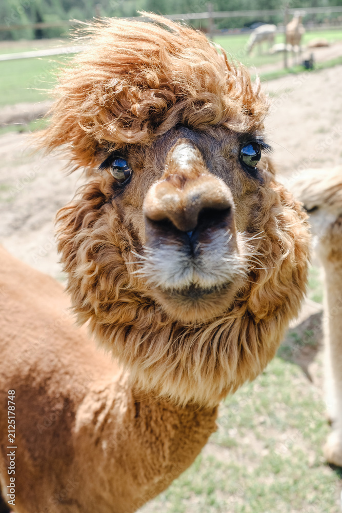 Naklejka premium Brown alpaca with funny hair looking directly at camera