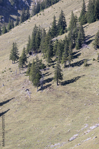 Принти на полотні Pattern of conifer trees across a steep alpine meadow