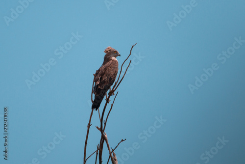 ​Short-toed Snake Eagle (Circaetus gallicus) Perched on Bare Branch Against Clear Blue Sky