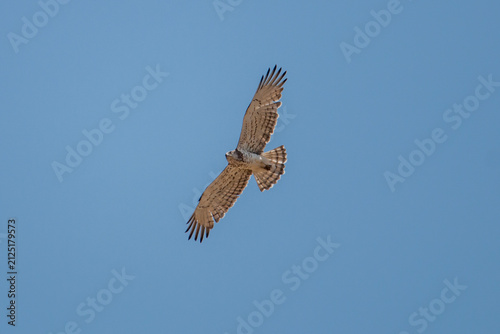 ​Short-toed Snake Eagle (Circaetus gallicus) Soaring with Outstretched Wings Against Blue Sky.
