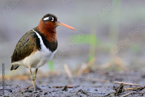 close up female greater painted-snipe standing in mud during rice plantation started