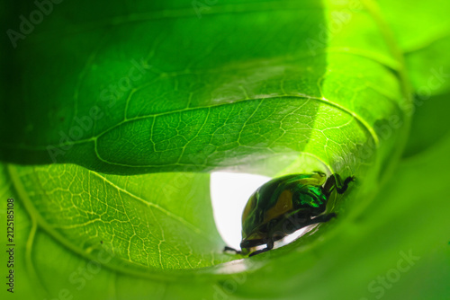 Green beetle resting inside curled leaf with translucent veins and bright sunlight creating serene natural mood