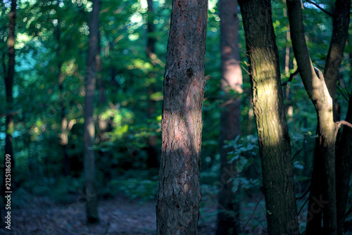 pine trunk with textured bark illuminated by sunlight.