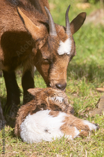 African Pygmy Goat, Dwarf Goat, Miniature Goat licking newborn kid dry immediately after giving birth 