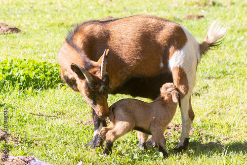 African Pygmy Goat, Dwarf Goat, Miniature Goat mother licking newborn kid attempting to suckle soon after birth
