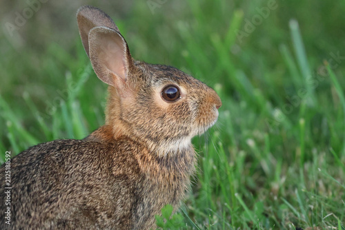 Foto Close Portrait of an Eastern Cottontail Rabbit Sitting in Green Grass
