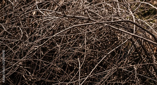 Closeup of tangled dry brown branches forming a dense natural pattern.