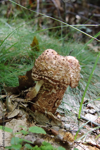 Fotografie blusher amanita mushroom unusual shape conditionally edible