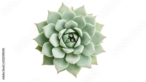 Fotografía Pale green succulent plant with tightly packed rosette leaves, isolated on trans