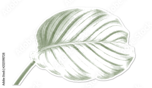 Obraz na plátne Single green leaf with prominent veins and a short petiole