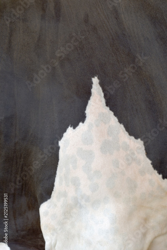 Quadro su tela Cow skin texture background, bull leather with fur background closeup, cow hide