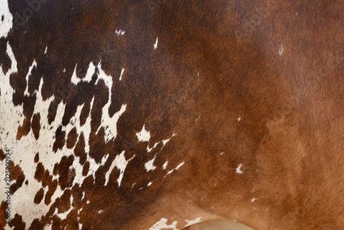 Foto Cow skin texture background, bull leather with fur background closeup, cow hide