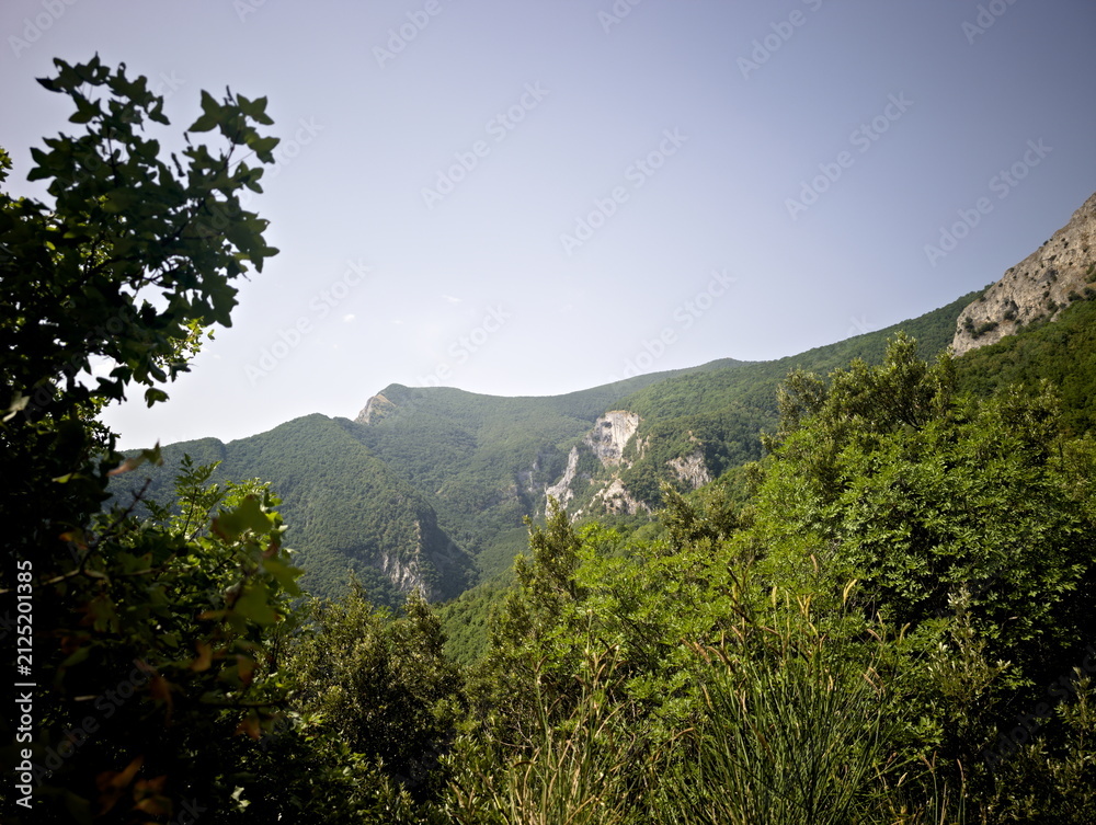 Obraz premium Foresta verde fitta in primo piano con montagne ricoperte di vegetazione sullo sfondo e cielo azzurro limpido