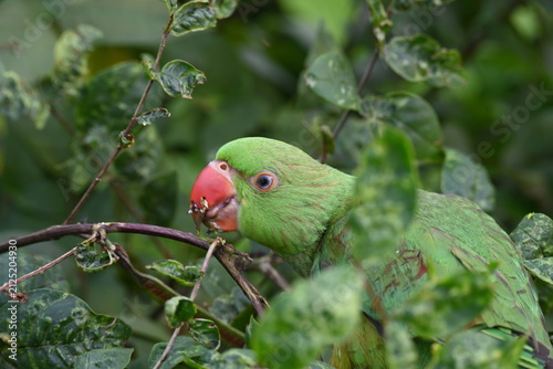Rose-ringed parakeet bird. Its common name is Psittacula krameri, ring-necked parakeet and Indian Ringneck. It is a medium-sized parrot in the genus Psittacula, of the family Psittaculidae. wild bird.