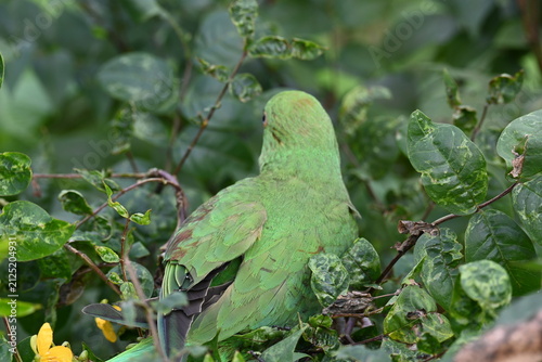 Rose-ringed parakeet bird. Its common name is Psittacula krameri, ring-necked parakeet and Indian Ringneck. It is a medium-sized parrot in the genus Psittacula, of the family Psittaculidae. wild bird.