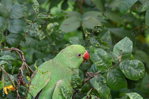 Rose-ringed parakeet bird. Its common name is Psittacula krameri, ring-necked parakeet and Indian Ringneck. It is a medium-sized parrot in the genus Psittacula, of the family Psittaculidae. wild bird.