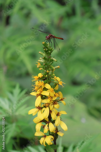 Fotografie An autumn darter dragonfly perched on a Ligularia stenocephala flower
