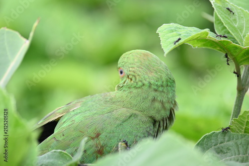 Rose-ringed parakeet bird. Its common name is Psittacula krameri, ring-necked parakeet and Indian Ringneck. It is a medium-sized parrot in the genus Psittacula, of the family Psittaculidae. wild bird.