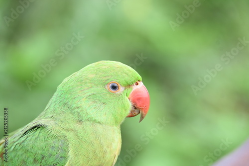 Rose-ringed parakeet bird. Its common name is Psittacula krameri, ring-necked parakeet and Indian Ringneck. It is a medium-sized parrot in the genus Psittacula, of the family Psittaculidae. wild bird.