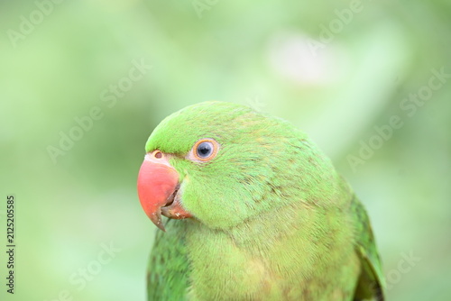 Rose-ringed parakeet bird. Its common name is Psittacula krameri, ring-necked parakeet and Indian Ringneck. It is a medium-sized parrot in the genus Psittacula, of the family Psittaculidae. wild bird.