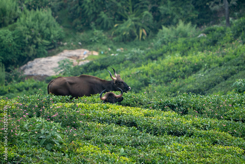Indian Gaur Resting Among Tea Bushes on Nilgiri Hill Plantation, Kotagiri, India