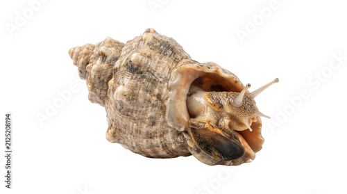 Canvastavla An edible sea snail, a Rapana venosa, emerging from its intricately textured beige shell with antennae visible