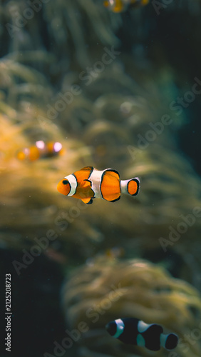 Fotografie fish in aquarium