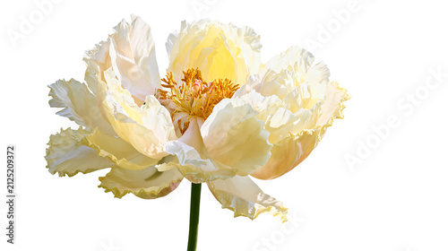 Canvastavla Delicate pale yellow peony flower with ruffled petals, isolated on transparent b