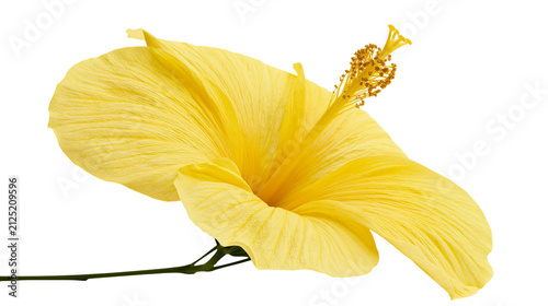 Fotografía Vibrant yellow hibiscus flower with delicate petals and stamen, isolated on tran