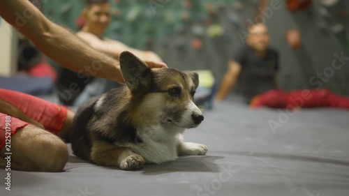 funny welsh corgi dog in climbing gym. fitness with pet. A friendly and good-natured dog in the company of rock climbers, Enjoys everyone's attention and affection.