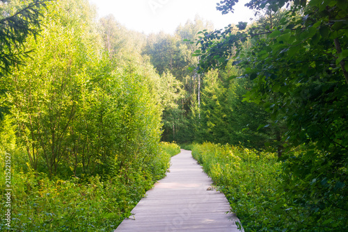 Wooden path in the forest with green trees and grass on the sides