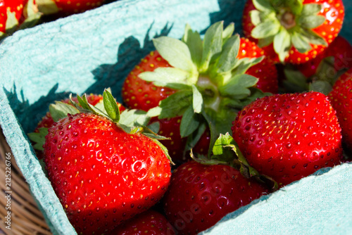 Fresh strawberries straight from the garden. Strawberry harvest. Natural organic strawberries. A healthy, delicious berry in a container.