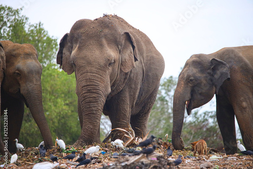 Elephants forage for food amidst a large pile of discarded waste in an outdoor environment.