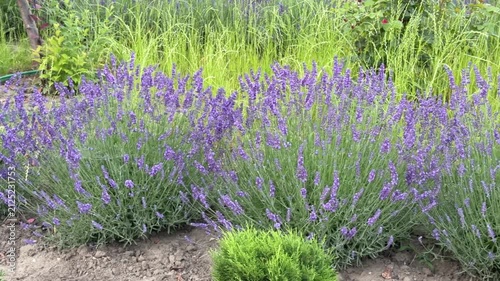 Blooming Lavender Bushes in Sunny Garden Landscape