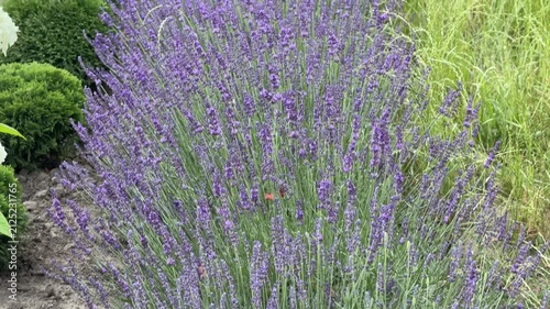 Lush Purple Lavender Row in Botanical Garden Bed