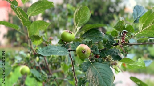 Unripe Green Apples Hanging on Tree Branch