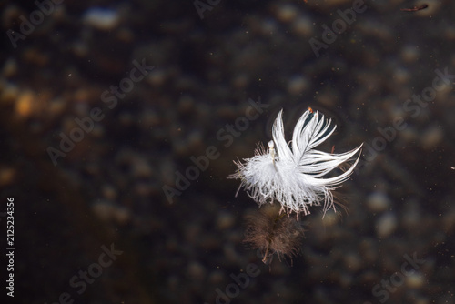 Floating Dandelion Seed