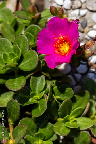 Pink Portulaca Bloom