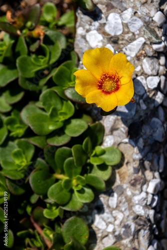 Desert Bloom