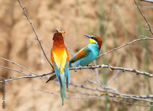 Fotografie Pair on a branch, one bird holding a insect in its beak