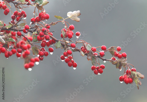 Cuadro en lienzo Close-up of a hawthorn branch loaded with ripe red berries covered in raindrops