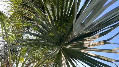 coconut palm tree