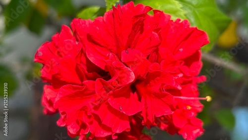 red hibiscus flower